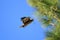 Red-tailed Hawk in flight to nest