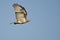 Red-Tailed Hawk Flying in Blue Sky