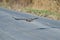 Red-Tailed Hawk Flying Down Highway