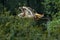 Red Tailed Hawk flying at raptor show.