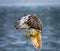 Red Tailed Hawk flying at raptor show.