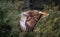 Red Tailed Hawk flying at raptor show.