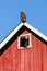 Red-tailed hawk on the gable of a wooden red barn