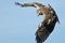 Red Tailed Hawk on the Hunt