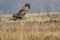 Red-Tailed Hawk Hunting in The Marsh