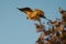 Red tailed hawk hunting from tree top