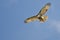 Red Tailed Hawk Kiting in a Blue Sky