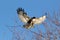 Red tailed hawk landing in tree with wings spread (Buteo jamaicensis), California, Lower Klamath National Wildlife Refuge, near T