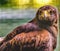 Red-Tailed Hawk Looking Florida