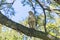 Red-Tailed Hawk looking out in Canada