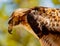 Red-Tailed Hawk peering down at prey