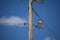 Red-Tailed Hawk Perched on Utility Cables