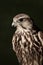 Red Tailed Hawk portrait on dark green background with copy space.