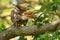 Red-tailed Hawk Preening