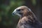 Red-tailed hawk in profile