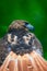 Red-tailed hawk in profile