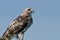 Red-Tailed Hawk Profile