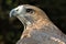 Red-Tailed Hawk Profile