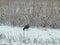 Red-Tailed Hawk Raptor Bird on the Snow Filled Ground