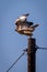 Red-tailed Hawk ready for flight with blue sky