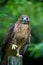 Red-tailed Hawk ready to hunt