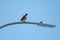 Red tailed hawk resting on a pole