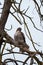 Red tailed hawk resting on tree branch