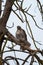 Red tailed hawk resting on tree branch