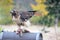 Red Tailed Hawk with Roadkill