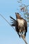 Red-tailed hawk shows his ragged tail feathers