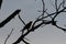 Red-tailed Hawk silhouette on bare branches in top of tree