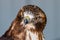 Red tailed hawk sitting on a perch. Birds of Prey Centre Coledale Alberta Canada