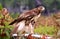 Red tailed hawk sitting, watching, hunting 8