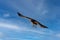 Red Tailed Hawk soaring through sky flying towards camera blue sky with clouds