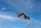 Red Tailed Hawk soaring through sky flying towards camera blue sky with clouds