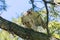 Red-Tailed Hawk squawks at nearby blue jays letting them know who is boss.