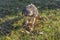 Red tailed hawk standing on dead squirrel it is eating with claws clutched around its head in grass with fall leaves