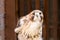 A red-tailed hawk standing in its enclosure.