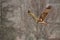 Red-tailed Hawk Takes Flight In The Snow