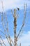 Red-Tailed Hawk Taking Flight