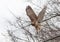 Red Tailed Hawk taking flight