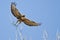 Red-Tailed Hawk Taking Off From The Tree Tops