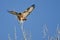 Red-Tailed Hawk Taking Off From The Tree Tops