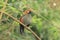 Red-tailed laughingthrush