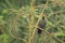 Red-tailed laughingthrush