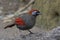 Red-tailed laughingthrush Trochalopteron milnei
