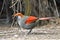 Red-tailed laughingthrush (Trochalopteron milnei)