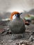 Red-tailed laughingthrush (Trochalopteron milnei)