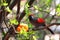 Red-tailed laughingthrush (Trochalopteron milnei)