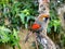 Red-tailed Laughingthrush, Trochalopteron milnei, lives in the Himalayas